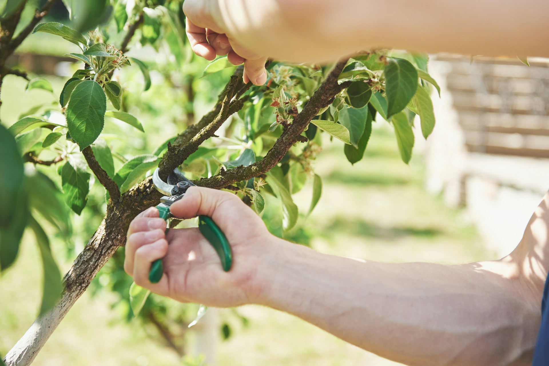 tree pruning