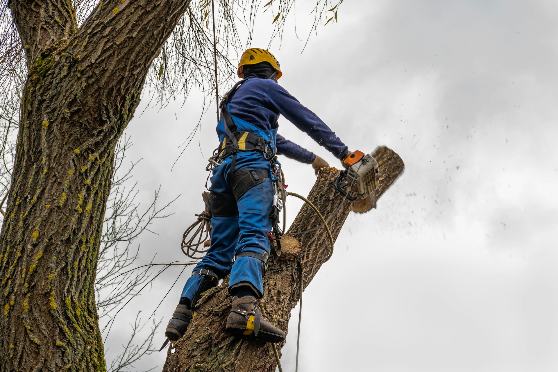 tree service