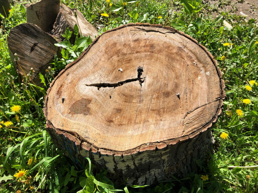 tree stump