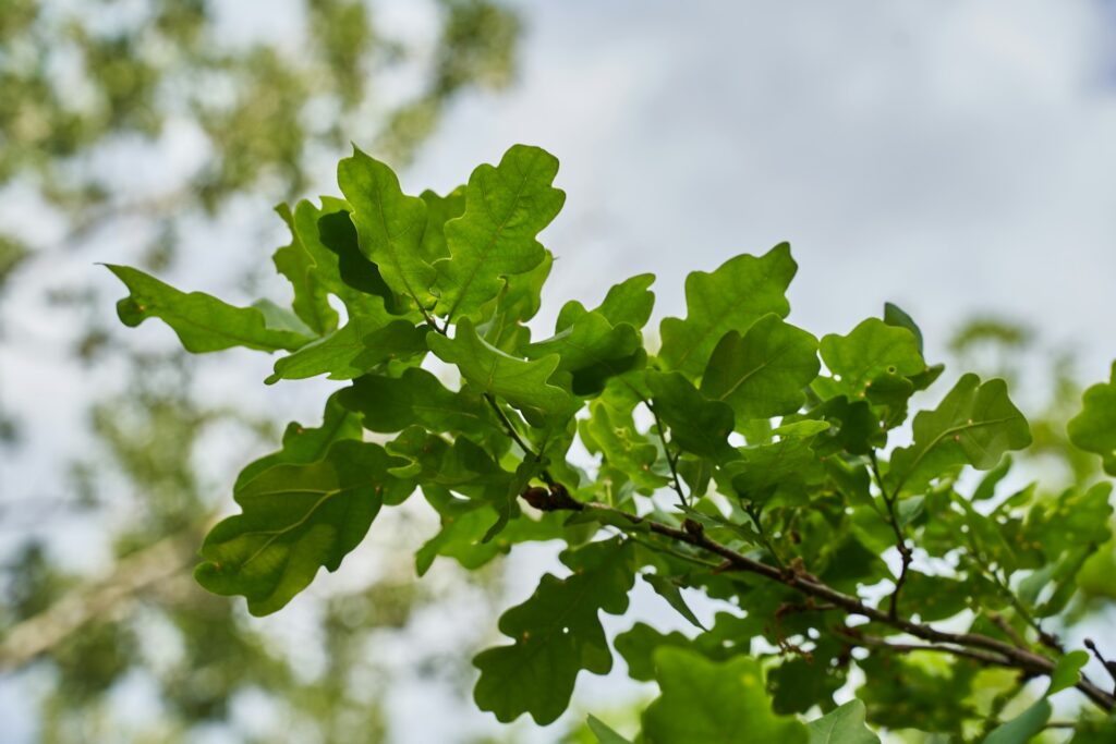 Oak Tree