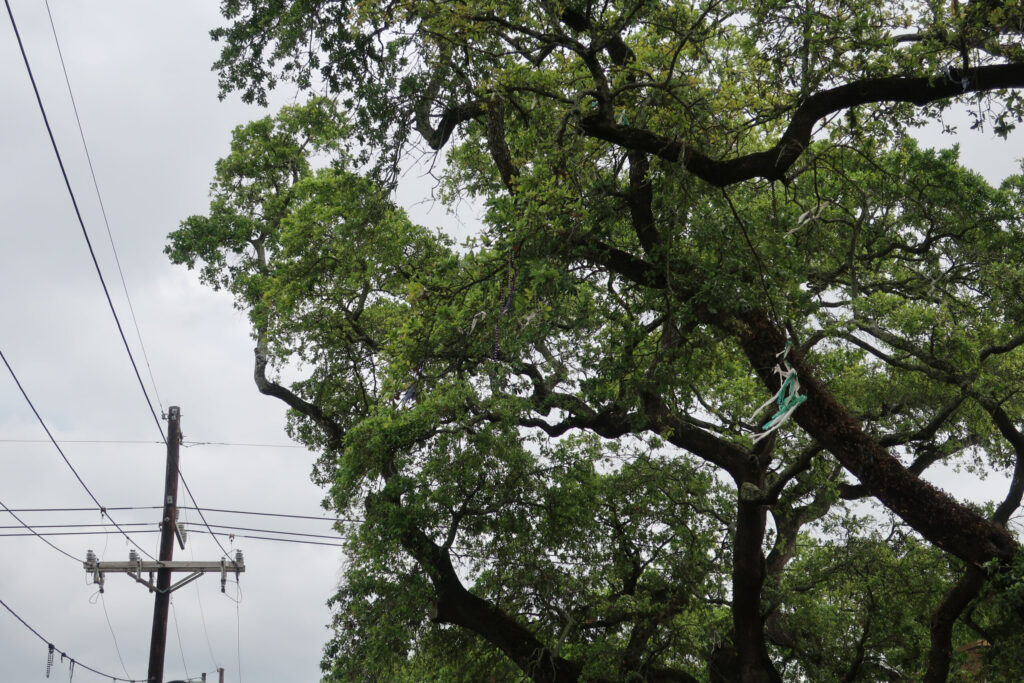 Florida oak tree pruning by professional arborist