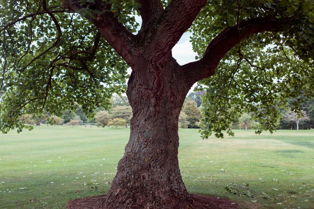 Oak Tree