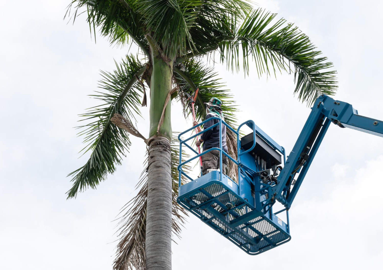 palm tree trimming