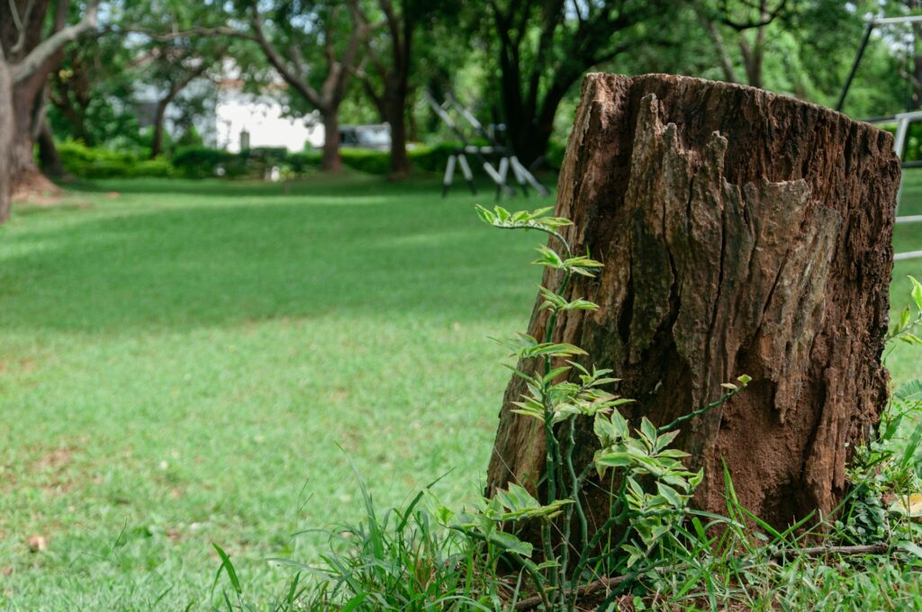 Stump Removal